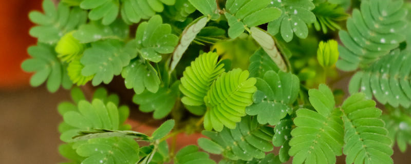 含羞草夏季怎么养，有哪些注意事项