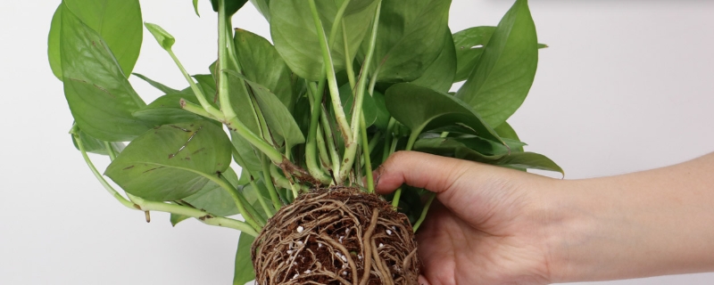 绿萝烂根是怎么回事，烂根的土还能用吗