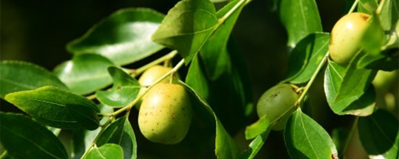 青枣开花期管理技术