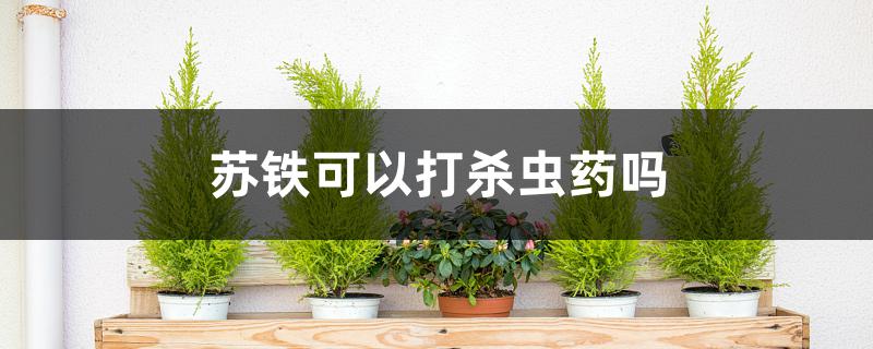 苏铁可以打杀虫药吗