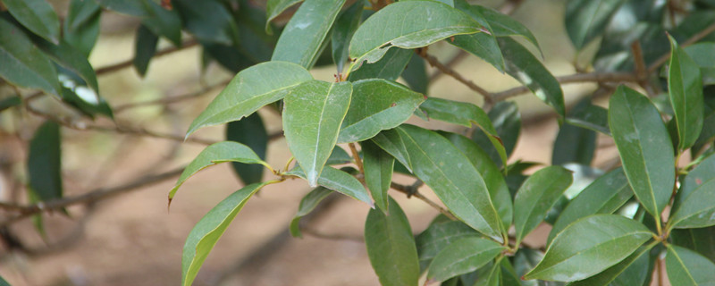 桂花叶子干枯怎么办，叶子干枯可以剪掉吗