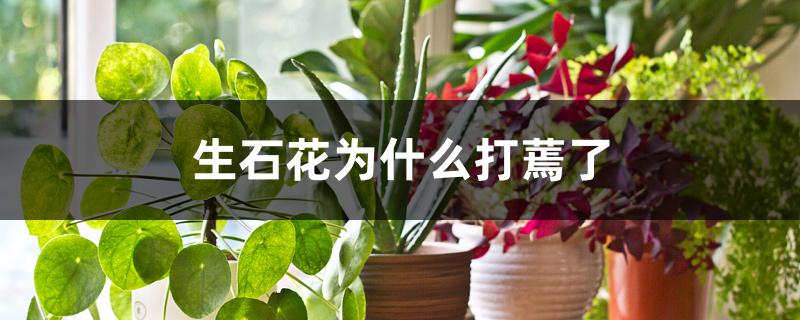 生石花为什么打蔫了