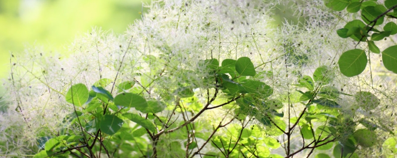 黄栌下山桩怎么提高成活率，栽前能泡水吗