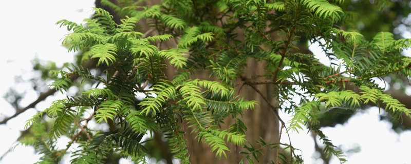 香榧和红豆杉的区别，哪个更好养