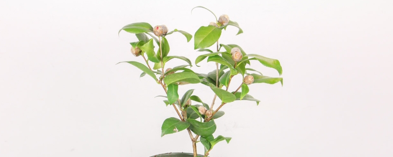 茶花换盆后花苞干了叶子掉了怎么回事，干枯了还能救活吗