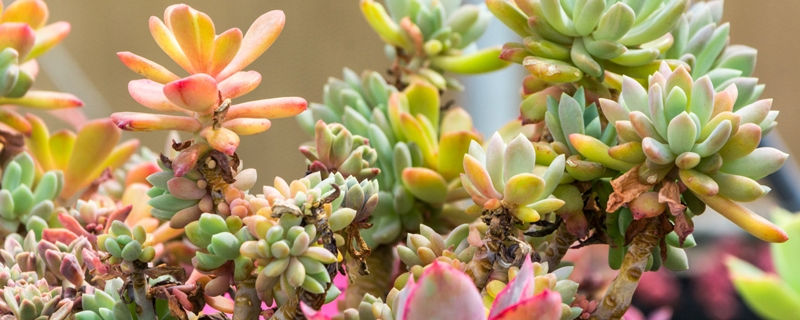 多肉为什么越养越干瘦，越长越小怎么回事