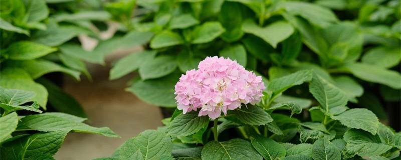 绣球花长虫了怎么办，有什么病害