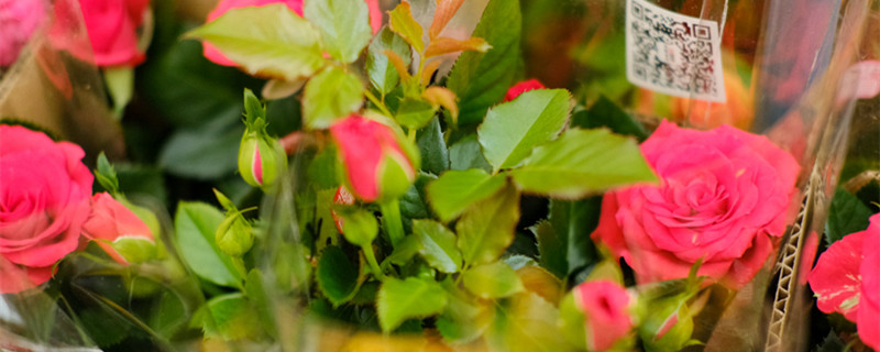 刚栽的月季花叶子发黄枯萎是怎么回事，怎么办