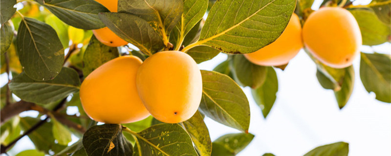 柿子树卷叶怎么治疗，是什么原因