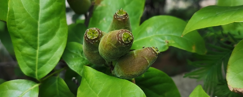 腊梅叶子卷曲怎么回事，卷曲怎么办