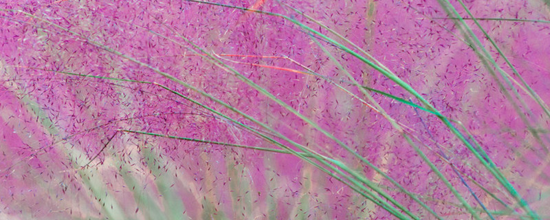 粉黛乱子草如何修剪，如何养护管理