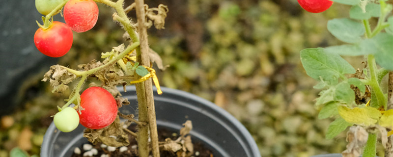 番茄怎么修枝，日常怎么管理