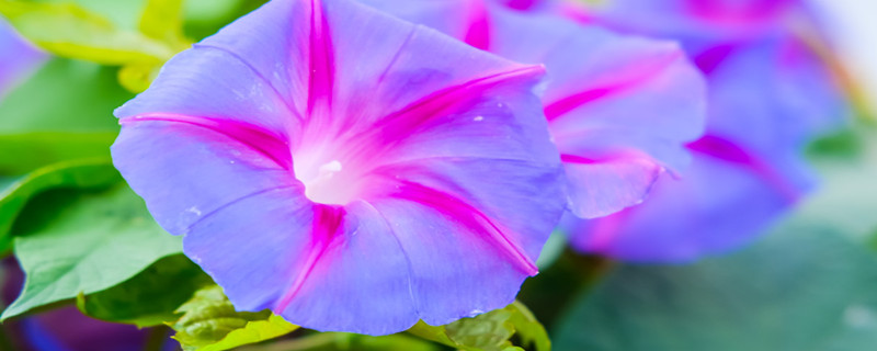 牵牛花叶子卷了怎么办，卷叶的原因