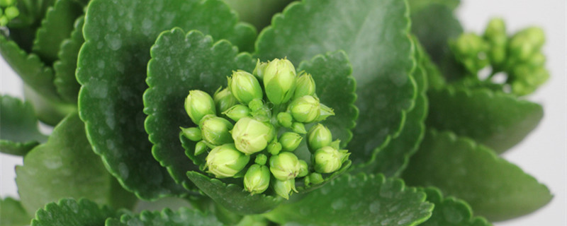 长寿花水浇多了怎么办，多久浇一次水