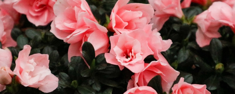 杜鹃花是怎么繁殖的，有种子吗