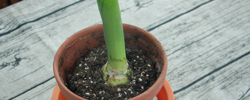 风信子怎么种植，第二年还会开花吗