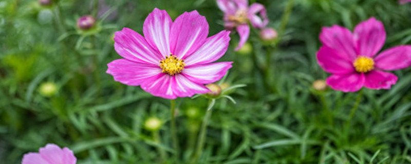格桑花叶子长了小白虫怎么办，病害防治方法