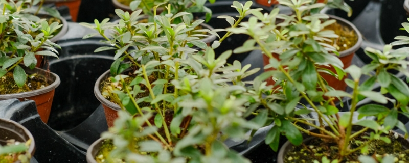 高山杜鹃怎么养殖，耐寒吗