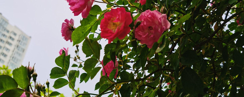 怎么剪蔷薇，修剪前准备什么