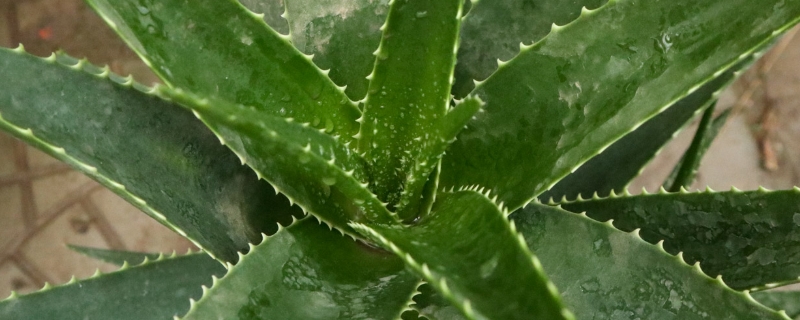 芦荟叶子断了怎么办，叶子断了还能活吗