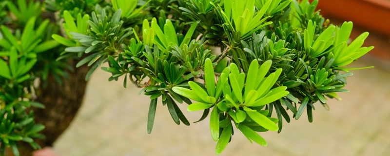 罗汉松怎么摘心，还有什么修剪方法