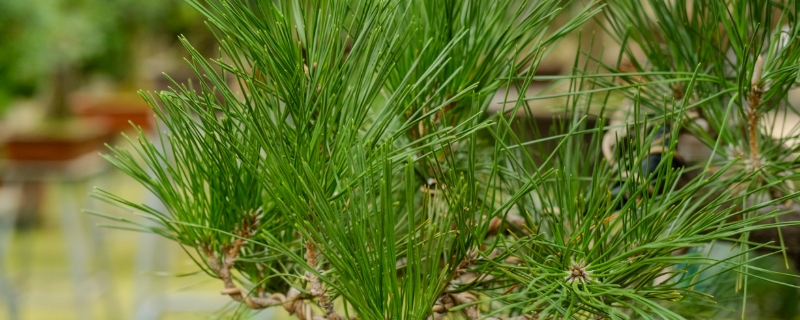 松树叶子黄了怎么办，冬季会黄吗