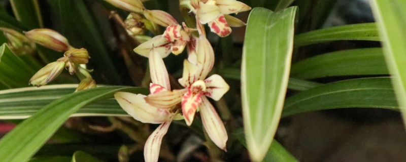 冬天怎么给兰花换盆，换盆注意哪些