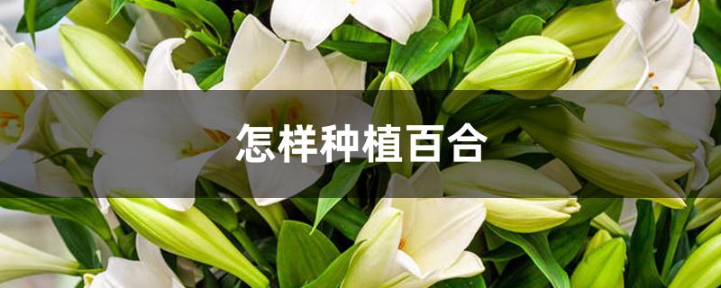 怎样种植百合，什么时候种植最好