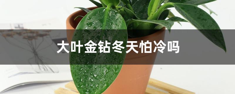 大叶金钻冬天怕冷吗，怎么过冬