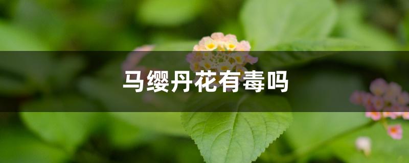 马缨丹花有毒吗，能在家养吗