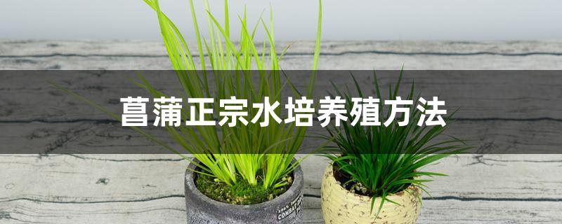 菖蒲正宗水培养殖方法，注意事项