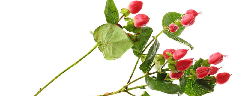 浆果金丝桃花语