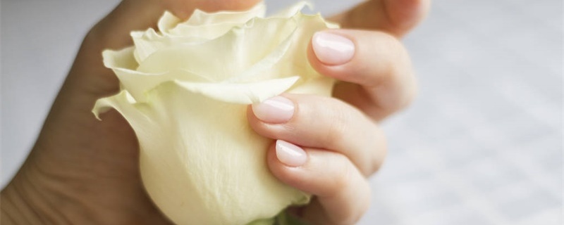 16朵白玫瑰花语