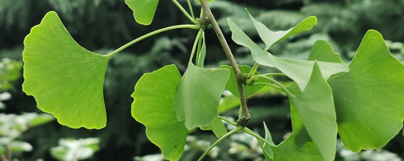 银杏花语及寓意