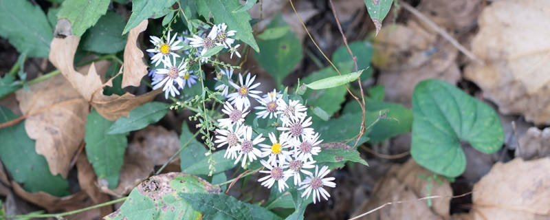 紫苑的花语是什么