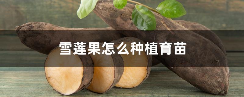 雪莲果怎么种植育苗