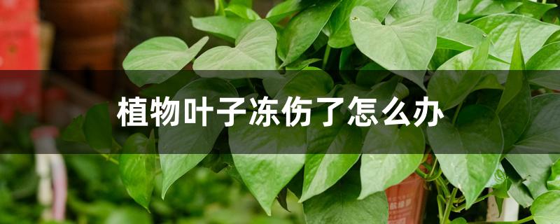 植物叶子冻伤了怎么办