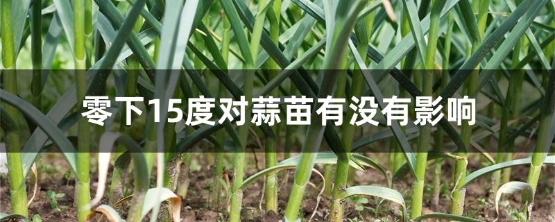 零下15度对蒜苗有没有影响