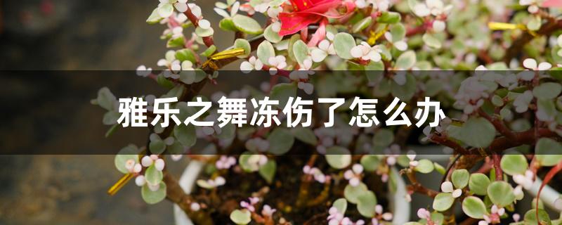 雅乐之舞冻伤了怎么办