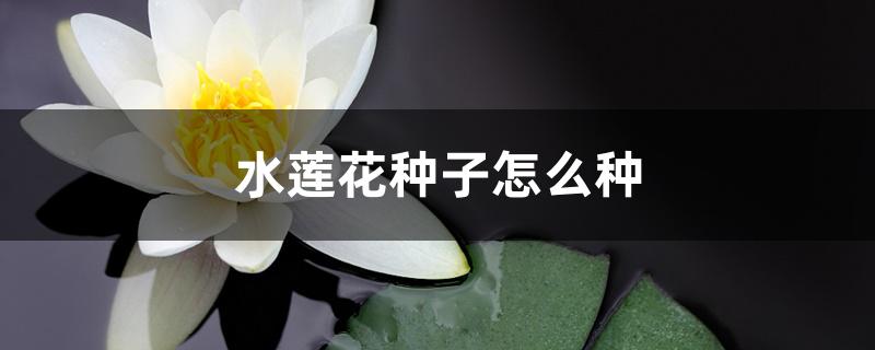 睡莲花种子怎么种