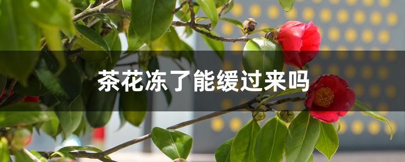 茶花冻了能缓过来吗