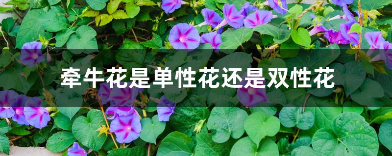 牵牛花是单性花还是双性花