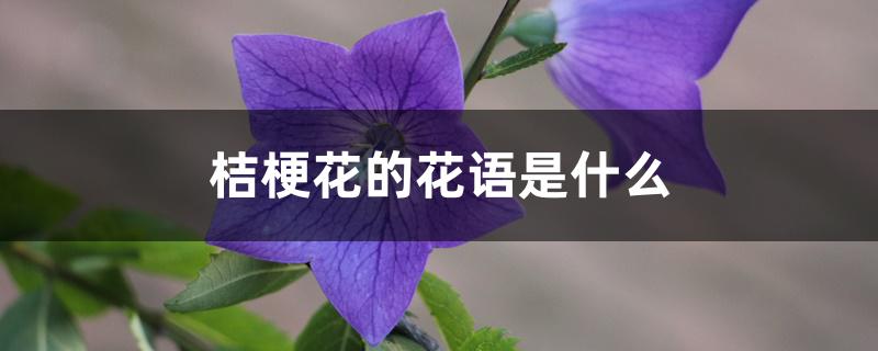 桔梗花的花语是什么