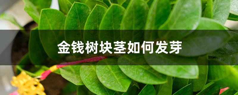金钱树块茎如何发芽