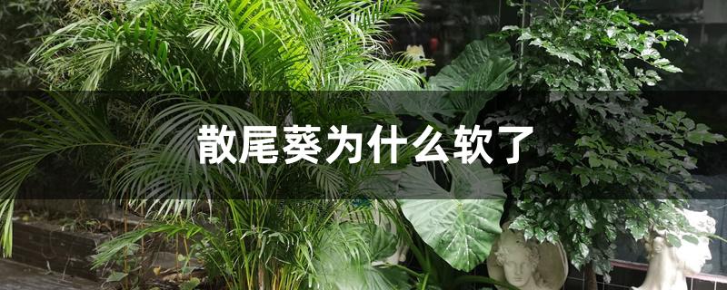 散尾葵为什么软了