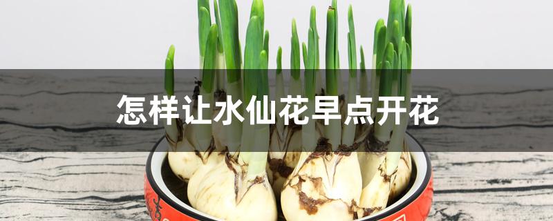 怎样让水仙花早点开花
