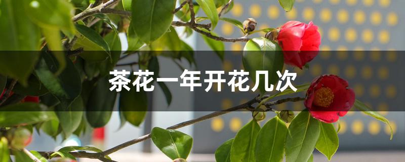茶花一年开花几次
