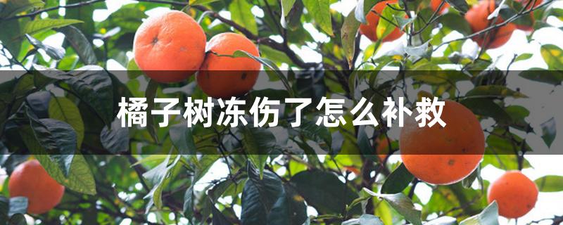 橘子树冻伤了怎么补救