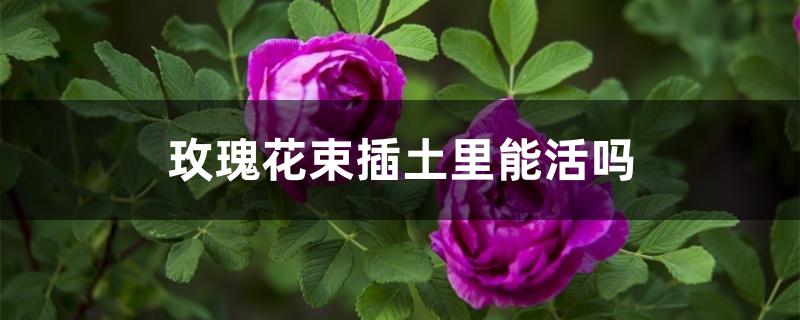 玫瑰花束插土里能活吗