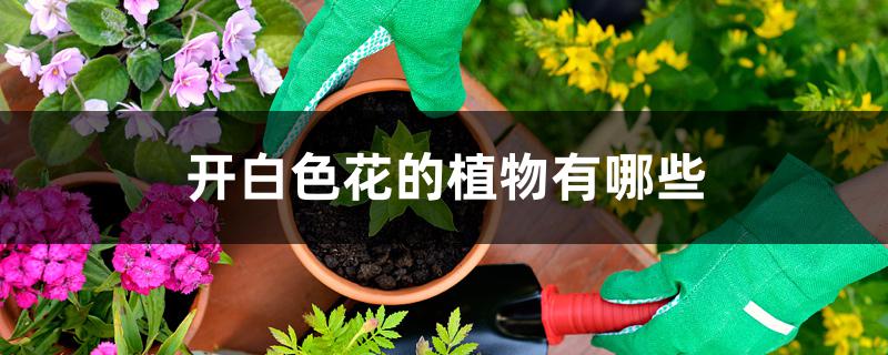 开白色花的植物有哪些